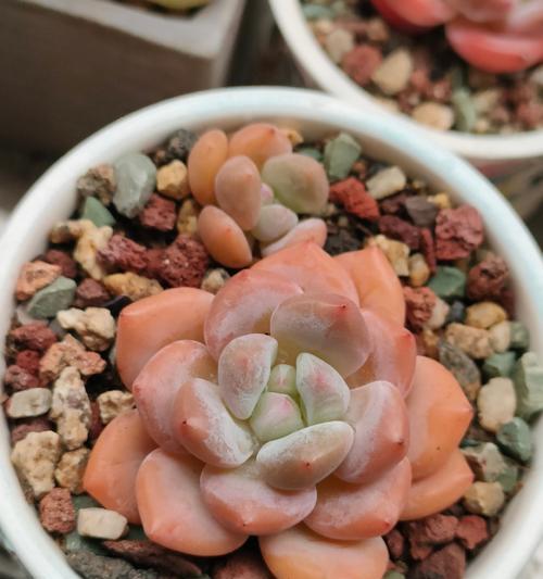 神女适合用哪些植物来养护？