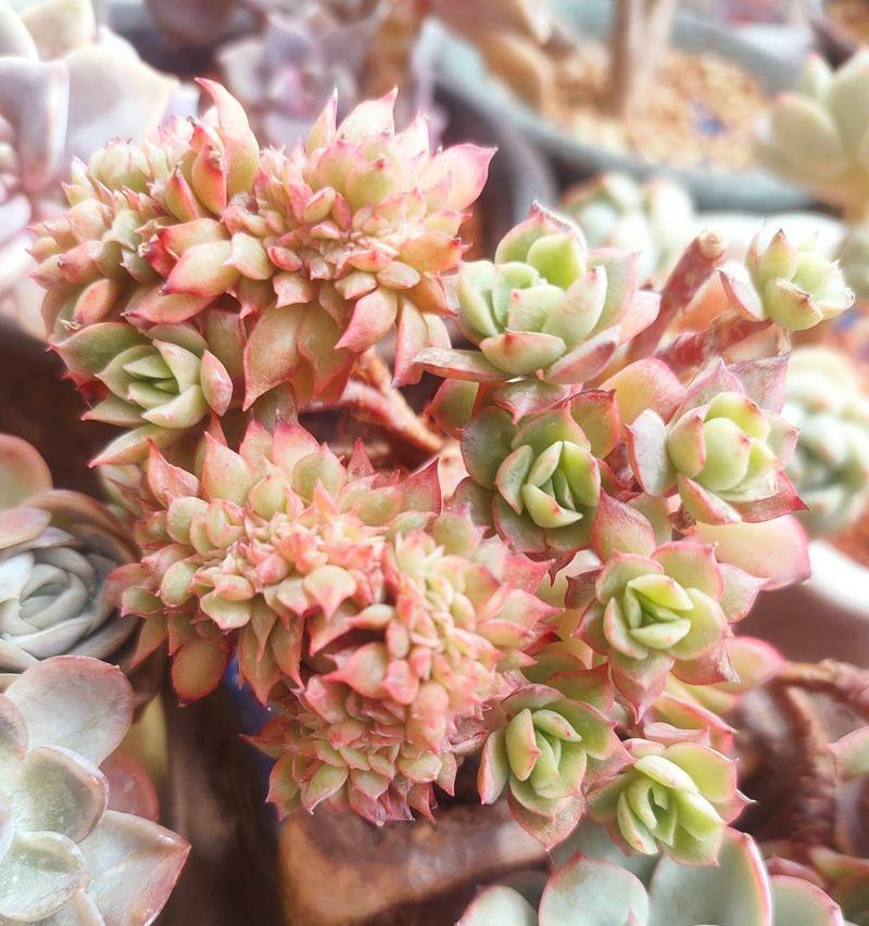 神女适合用哪些植物来养护？