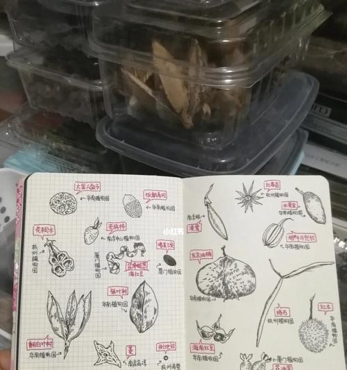 画植物姐姐怎么画？绘制植物姐姐的步骤和技巧是什么？
