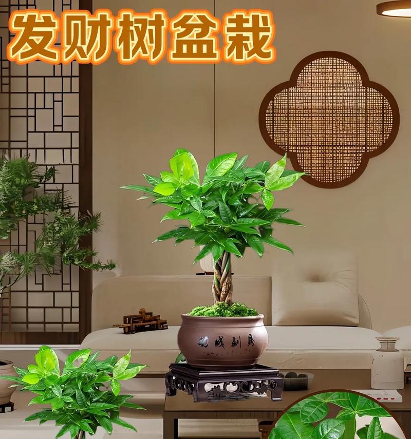 艺术树盆景花卉有哪些种类？如何养护？