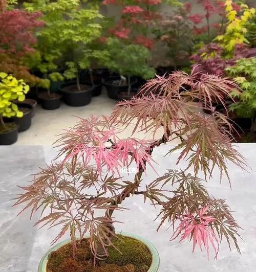 艺术树盆景花卉有哪些种类？如何养护？