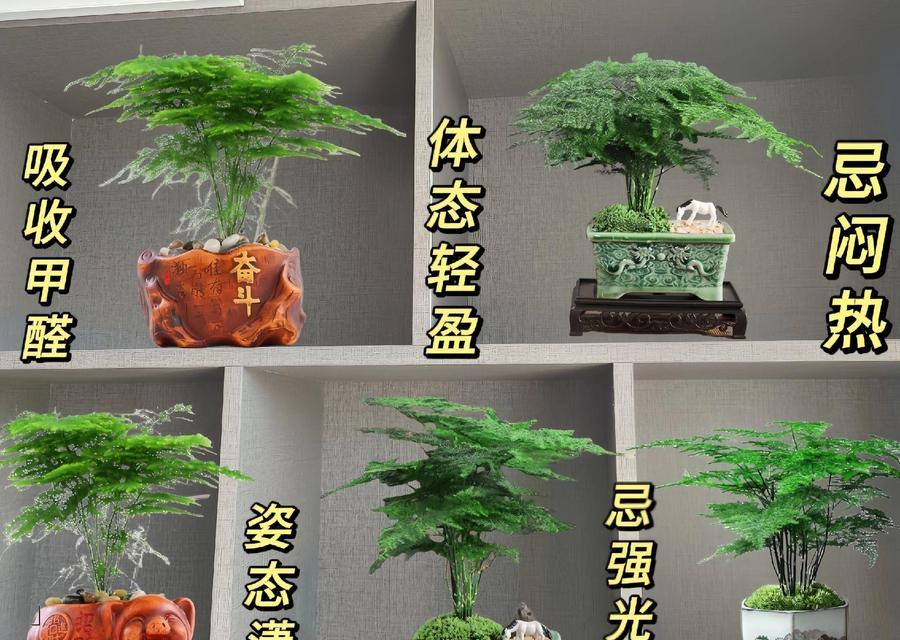 艺术树盆景花卉有哪些种类？如何养护？
