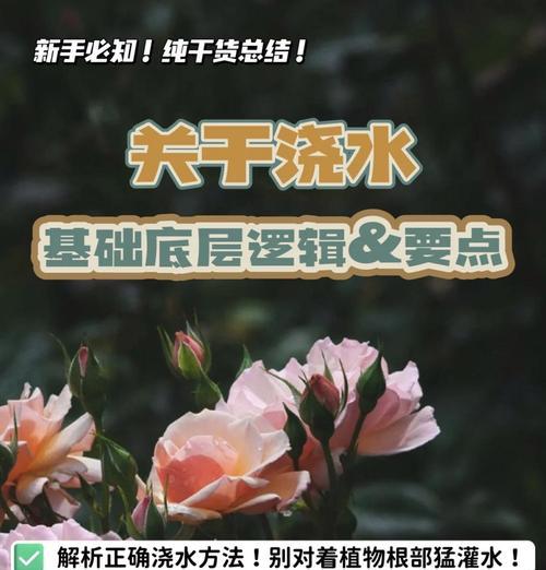 植物浇水过多时怎么抢救？如何预防和处理植物过度浇水的问题？