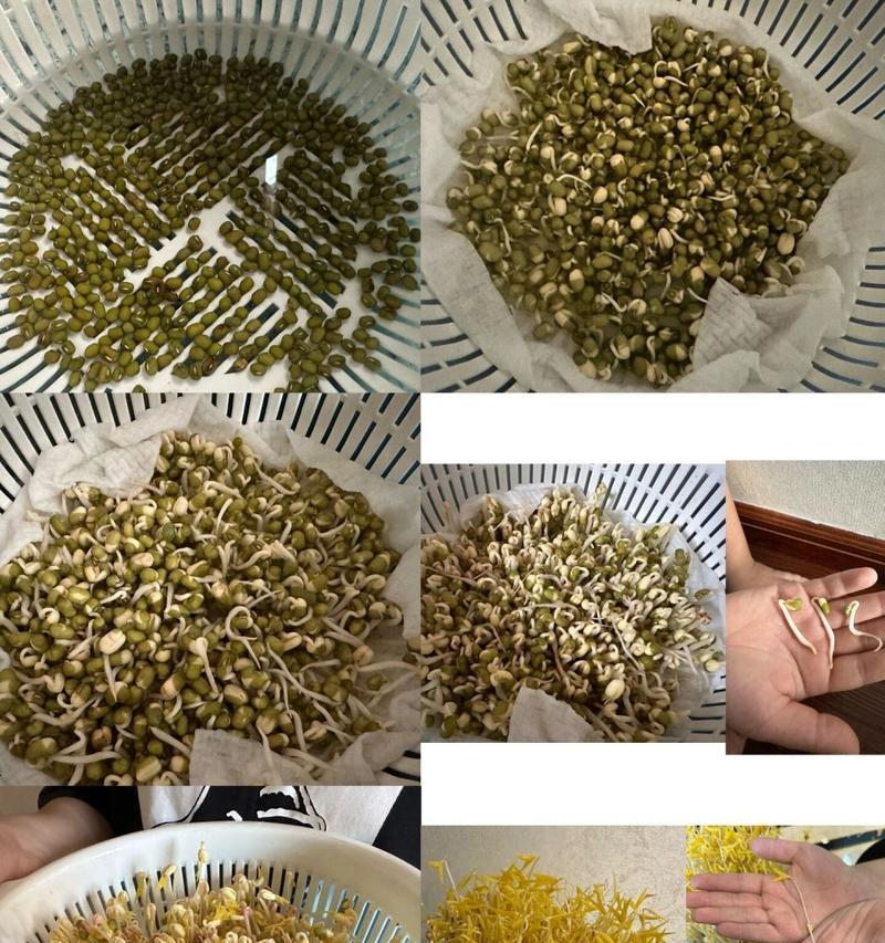 绿豆生长植物笔记怎么写？记录绿豆生长过程的要点是什么？