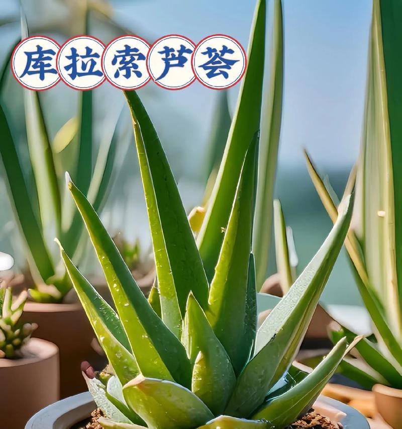 植物凝胶有哪些用途？植物凝胶是如何制成的？