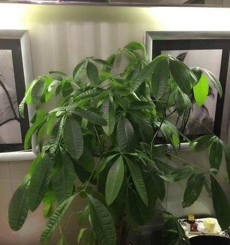 关公适合摆放哪些植物？摆放植物有什么讲究？