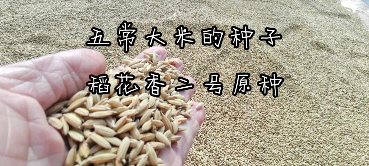 植物大米的制作方法是什么？植物大米的营养价值如何？