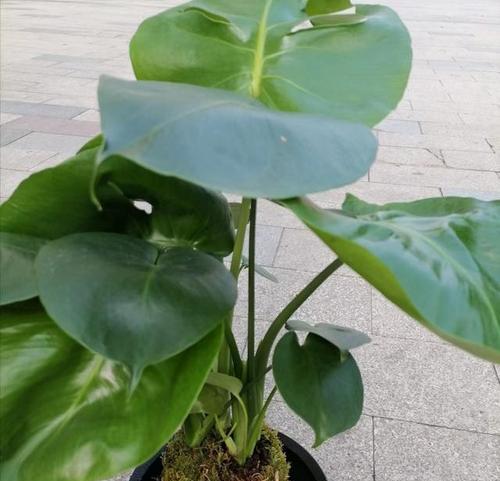 哪些花卉品种容易种植且好养？它们的养护要点是什么？