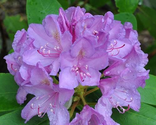 哪些花卉品种容易种植且好养？它们的养护要点是什么？