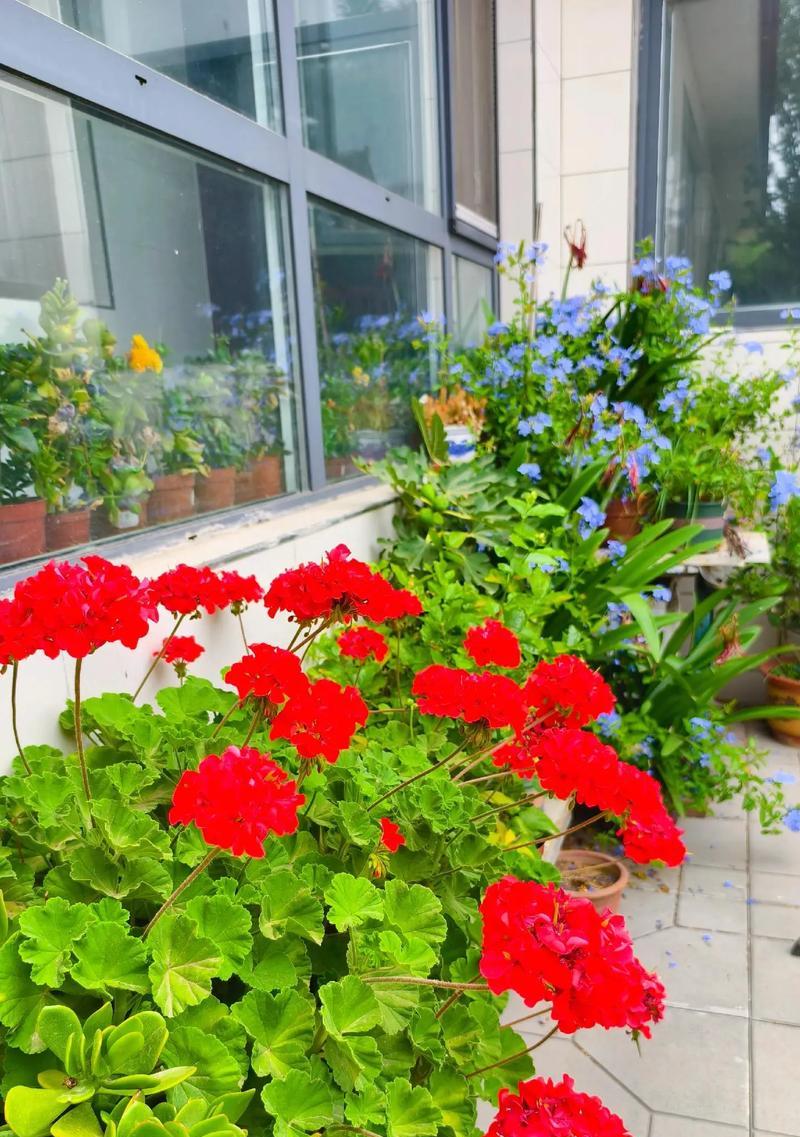芒种有什么植物？芒种时节适宜种植哪些植物？