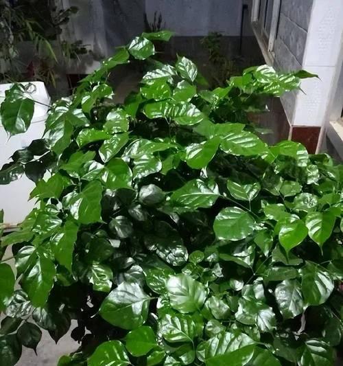 家要种什么盆栽植物好？哪些盆栽植物适合家庭养护？
