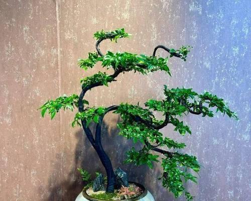 家要种什么盆栽植物好？哪些盆栽植物适合家庭养护？