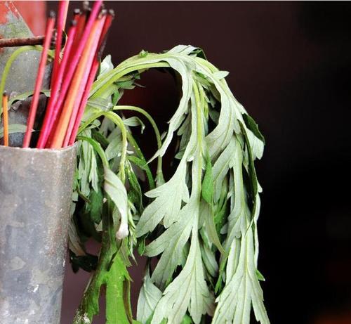 端午用什么植物洗澡？端午洗澡植物的寓意是什么？