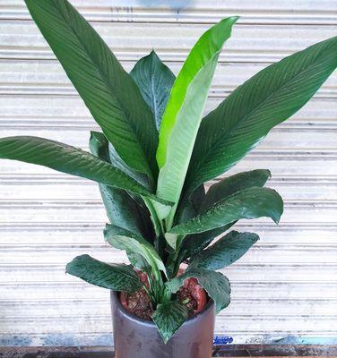 绿色植物与巨人植物的区别是什么？