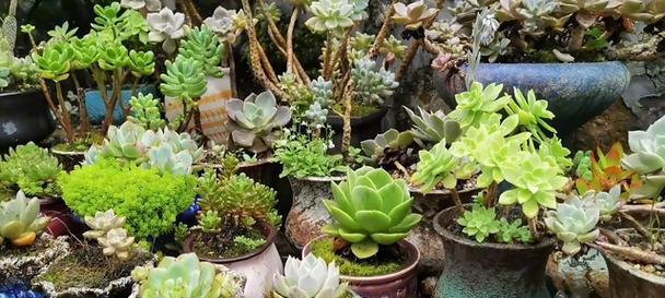 绿色植物与巨人植物的区别是什么？