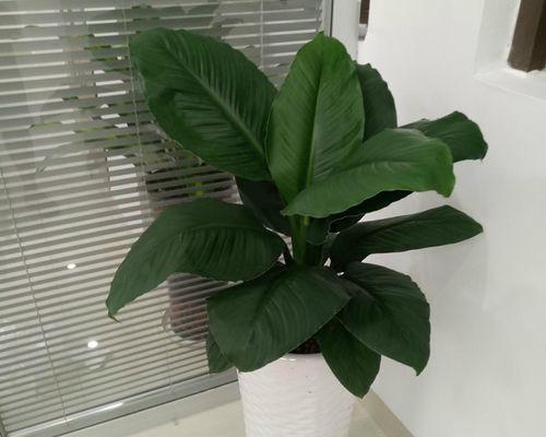 绿色植物与巨人植物的区别是什么？