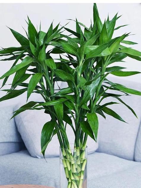 室内种植哪些植物对风水有益？它们的风水作用是什么？