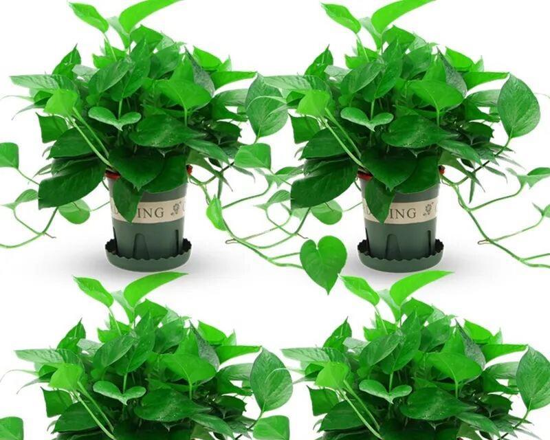室内种植哪些植物对风水有益？它们的风水作用是什么？