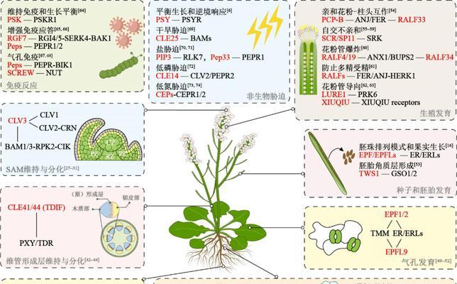植物肽有哪些作用？植物肽对身体有何益处？