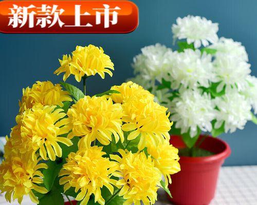 女生拜神时送哪种盆栽最合适？