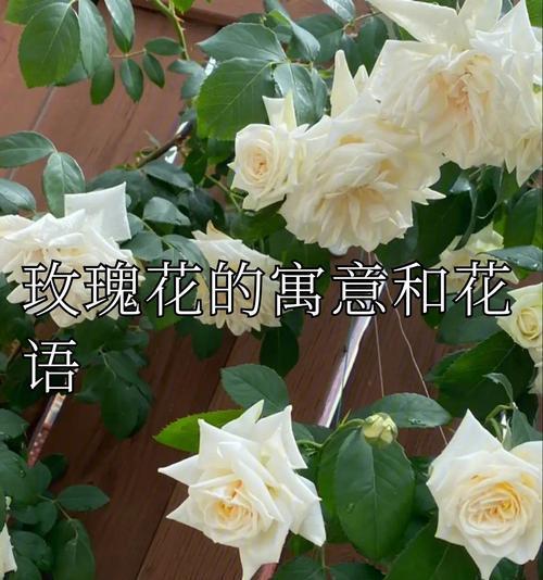 “玫瑰花的宠儿”是什么含义？这个表达通常指什么？