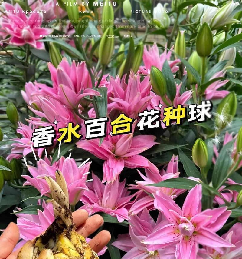 百合与荷花摆放在一起有何特别寓意？