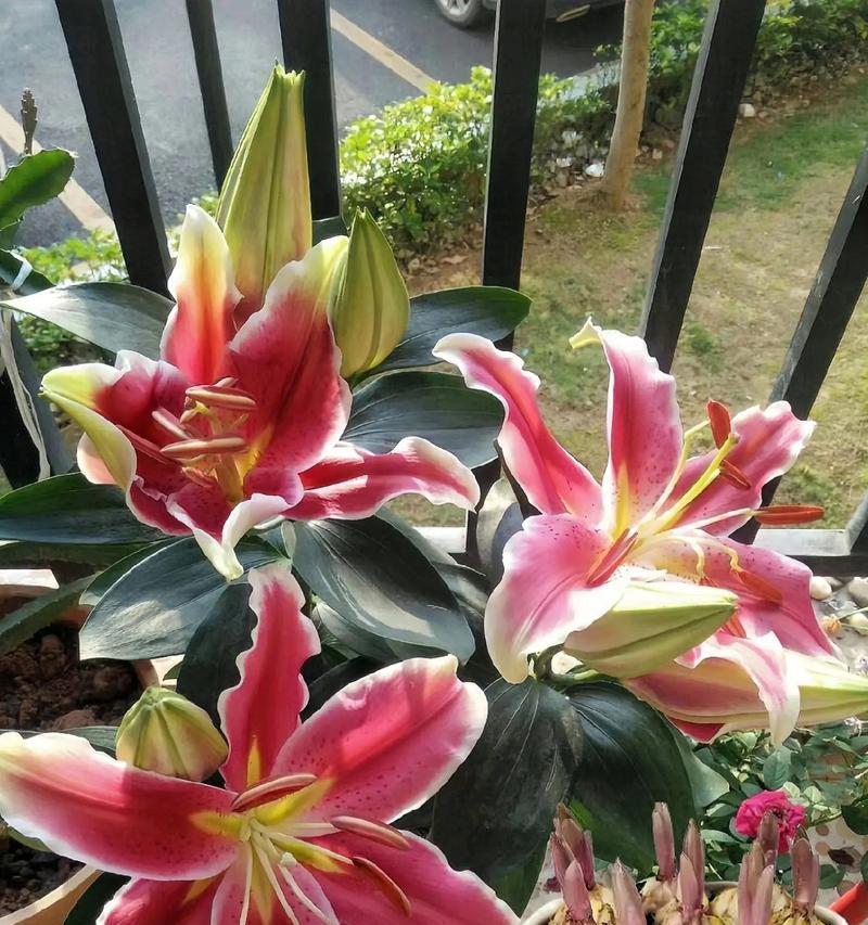 百合与荷花摆放在一起有何特别寓意？