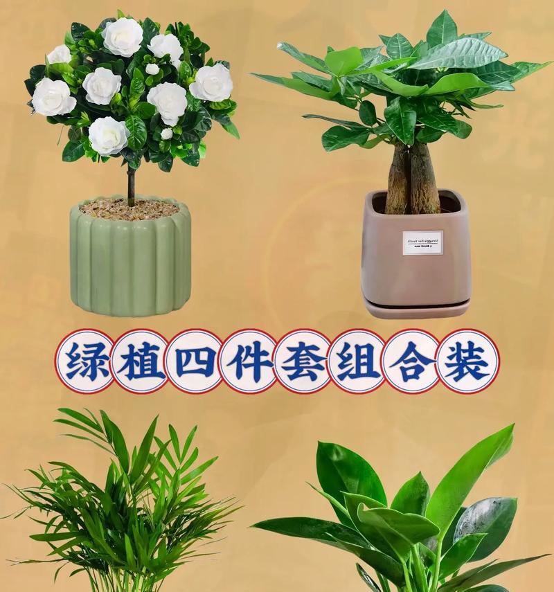 盆栽花艺在家居装饰中的作用是什么？