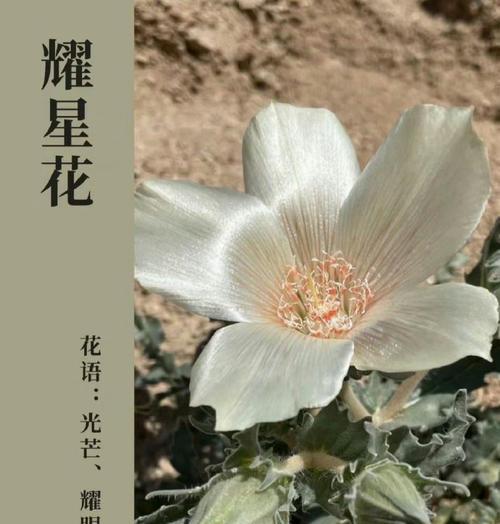 一年生植物的定义及其特点是什么？