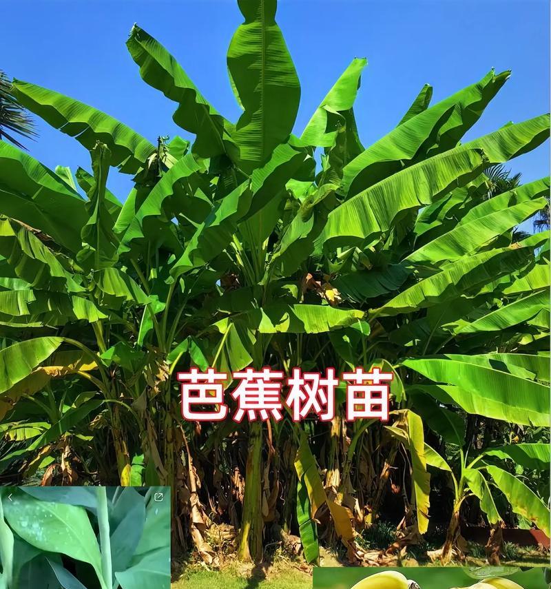 一年生植物的定义及其特点是什么？