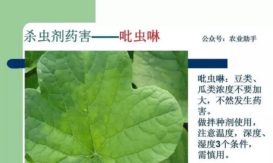 瓜类打农药有哪些禁忌？