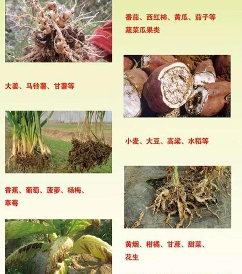 瓜类打农药有哪些禁忌？