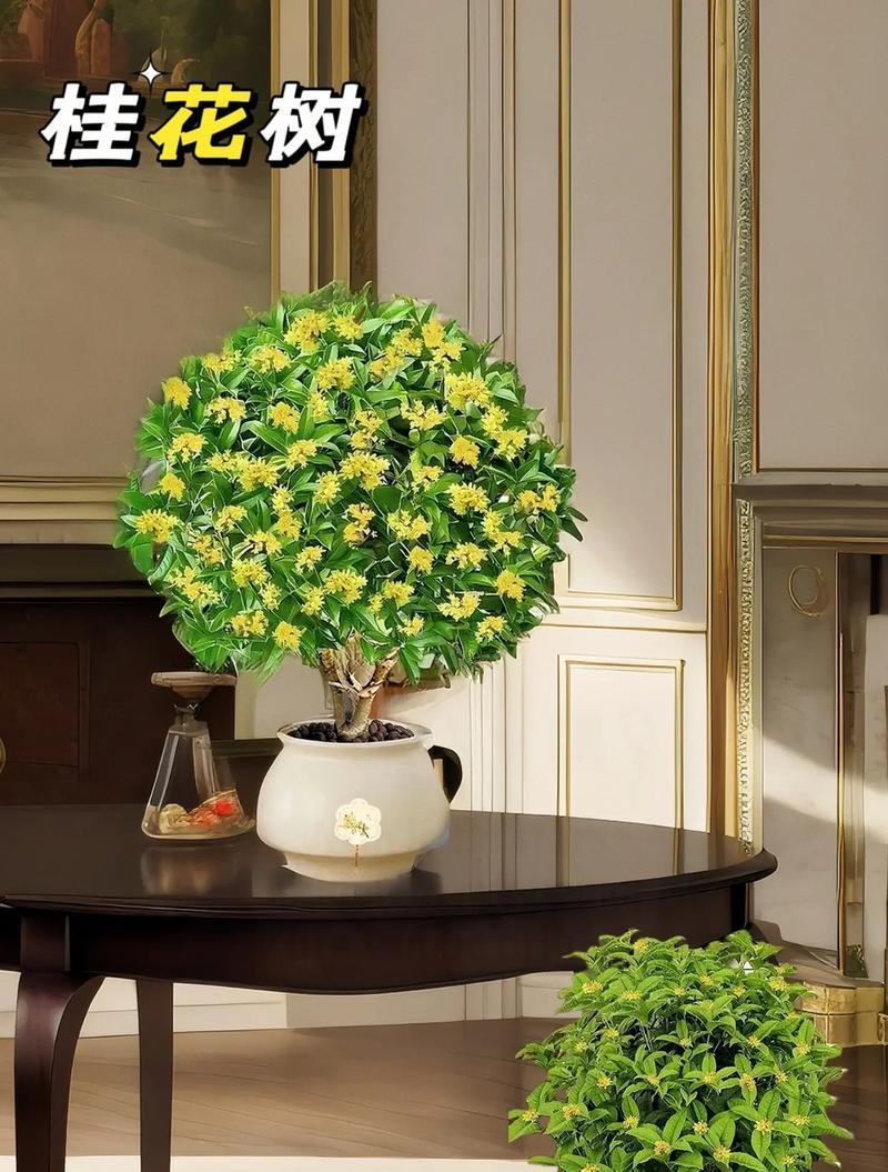 新居入户送哪种盆栽更合适？