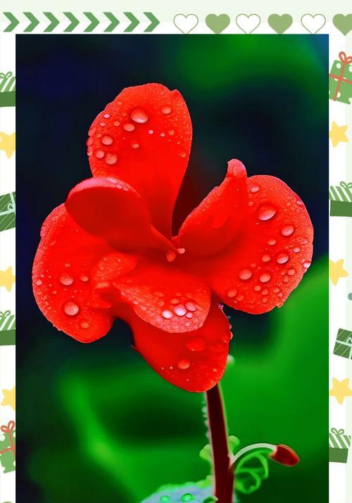 海棠花的花语和寓意是什么？