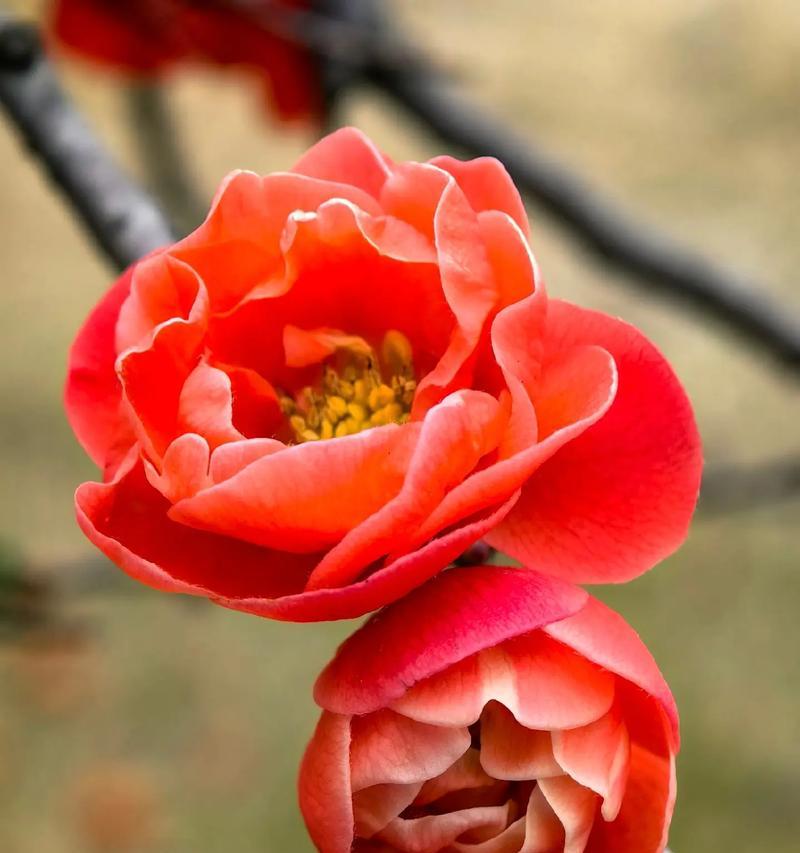 海棠花的花语和寓意是什么？