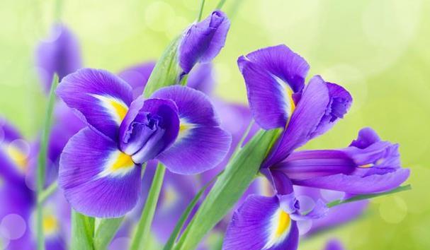 紫色百合花的寓意是什么？它象征着什么？