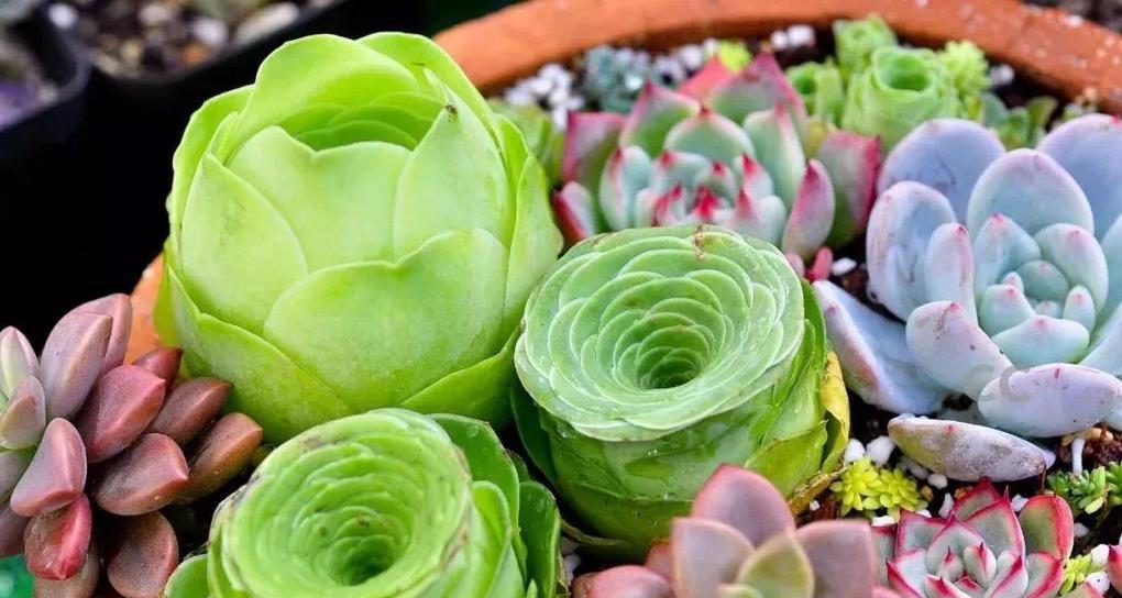 多肉植物代表了什么？它们在花语中承载着怎样的寓意？