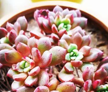 多肉植物代表了什么？它们在花语中承载着怎样的寓意？