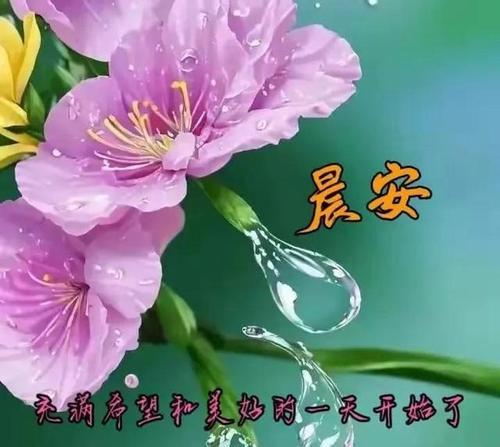 哪种花象征着祝福？