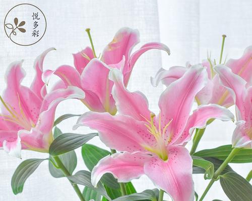 男生表白送百合花代表什么？99朵玫瑰加百合又是什么意思？