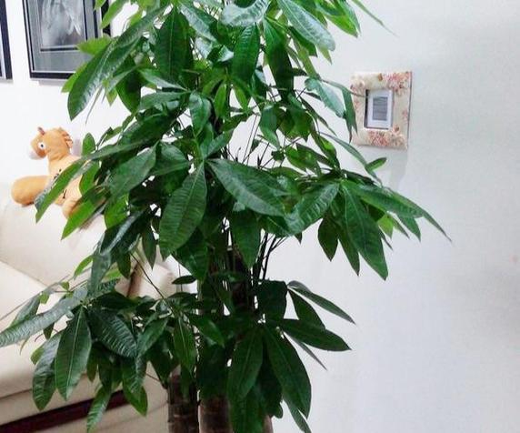 家中摆放的四种花卉各自有何含义？这四种花卉的象征意义是什么？