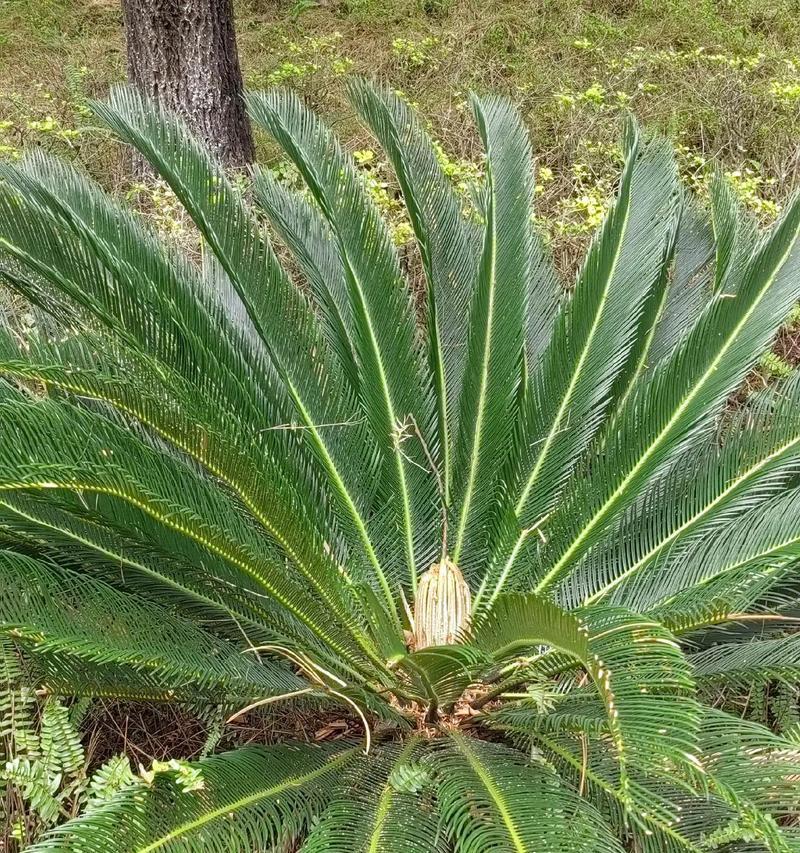 铁树开花罕见，其花语有何特殊含义？