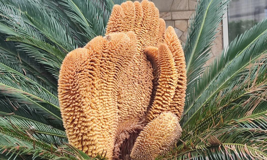 铁树开花罕见，其花语有何特殊含义？