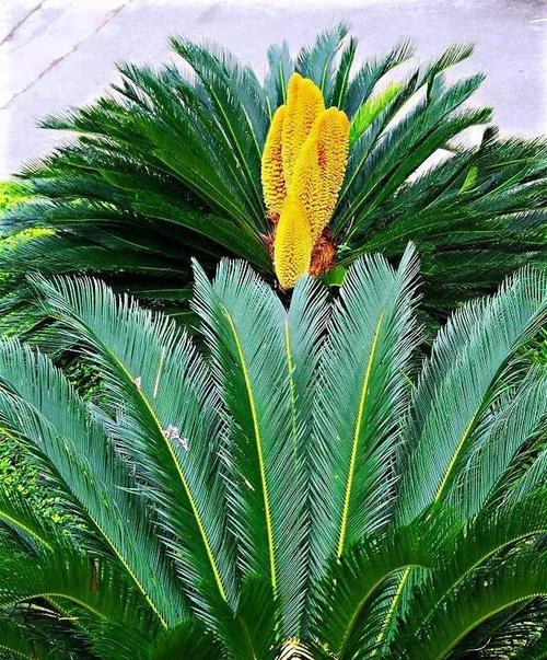 铁树开花罕见，其花语有何特殊含义？