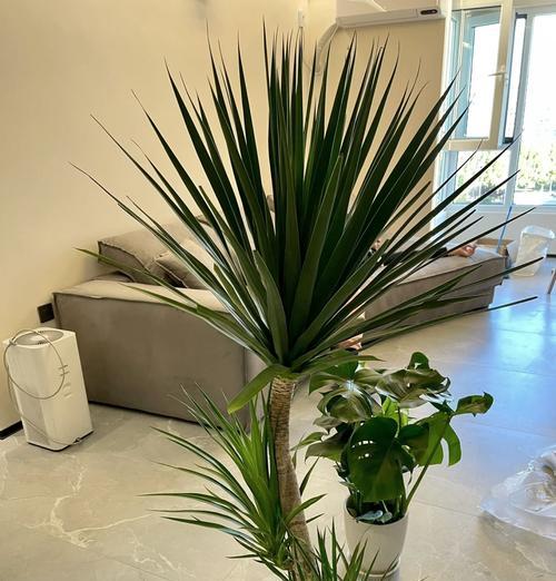 新房适合送哪些植物？