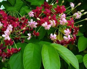 君子植物代表什么？