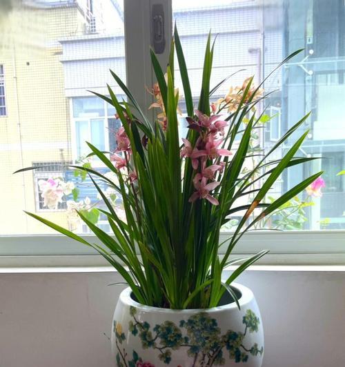 君子植物代表什么？