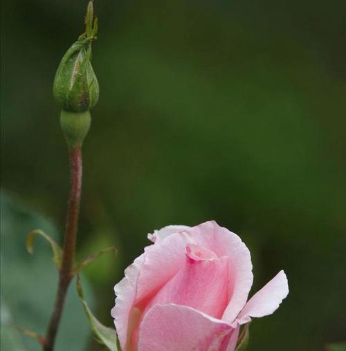 农药爱好者是什么？玫瑰花亭上没有花又是什么意思？