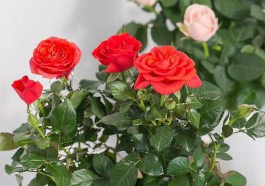 农药爱好者是什么？玫瑰花亭上没有花又是什么意思？