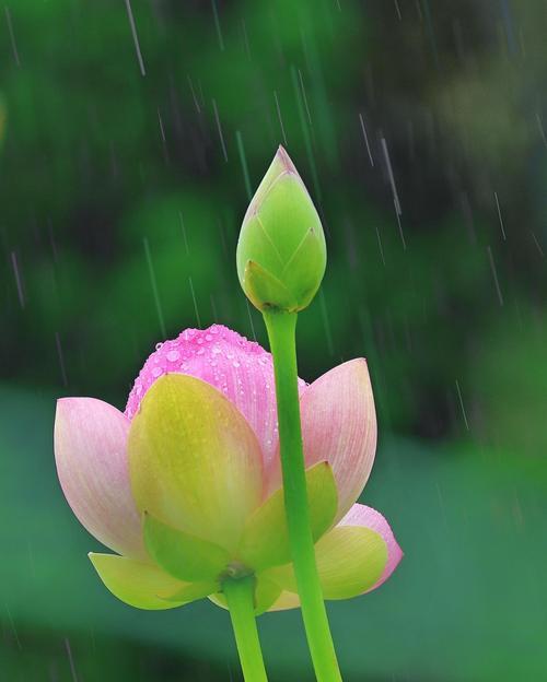 闭花绣月像玫瑰花代表什么含义？